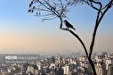 تصاویر/ آلودگی هوای تهران