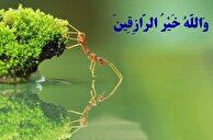 ما شما و آنها را روزی می‌دهیم