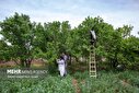 تصاویر/ منتخب تصاویر یکشنبه نهم فروردین ماه ۱۴۰۴