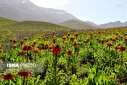 تصاویر/ منتخب تصاویر دوشنبه ۱۴ اردیبهشت ماه ۱۴۰۵