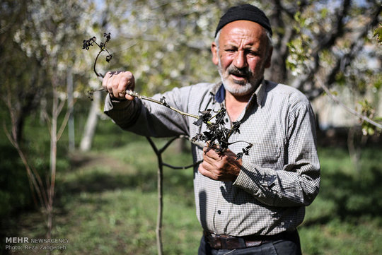 برودت هوا باعث سرمازدگی محصولات کشاورزی و ایجاد خسارت به باغداران و کشاورزان همدانی شد.
