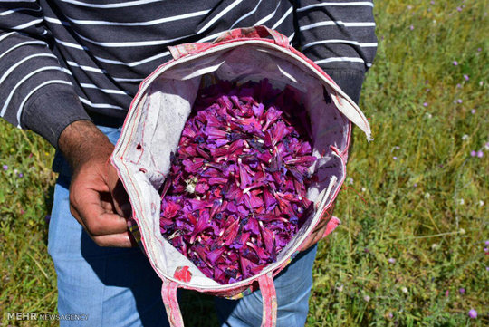  برداشت گیاه دارویی گل گاو زبان از اراضی روستاهای بالادست کوهستانی و ییلاقی غرب شهرستان مرزی آستارا 