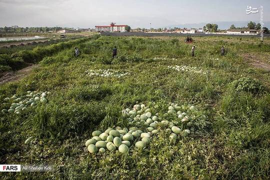 شهر ساحلی چاف در بخش مرکزی شهرستان لنگرود به دلیل وجود مزارع ساحلی و حاصلخیز، قطب کشت هندوانه در گیلان است.