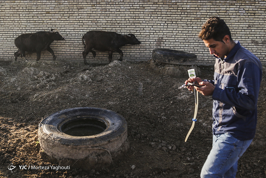 عملیات واکسیناسیون دام سنگین جهت پیگیری بیماری تب برفکی در روستای سید حسن الهایی از توابع شهر اهواز انجام شد. این بیماری یک بیماری ویروسی است که همه ساله باعث تلفات دامی و کاهش شیردهی و کاهش رشد در ایران میشود بر این اساس سازمان دامپزشکی استان خوزستان هر شش ماه یک بار دام‌های سنگین را علیه این بیماری رایگان واکسینه میکند.
