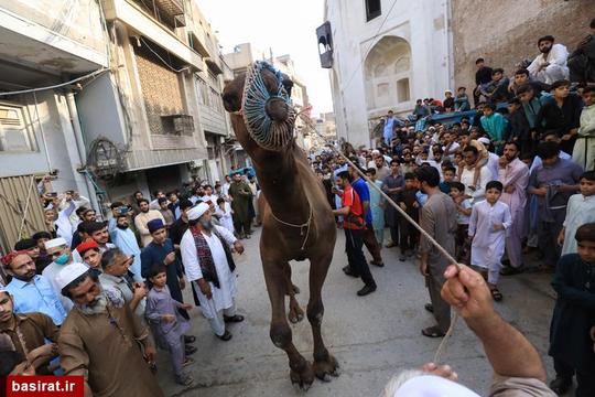 مراسم عید قربان در پاکستان