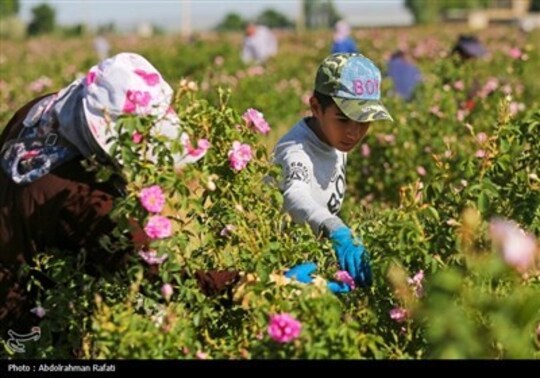 برداشت گل محمدی از مزارع استان همدان