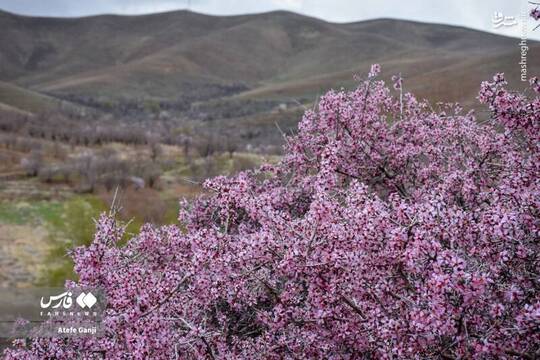 شکوفه‌های سفید و صورتی درختان ارژن در روستای ارجنکِ چهارمحال‌وبختیاری