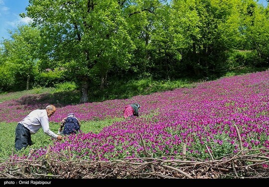 برداشت گل گاو زبان در منطقه اشکور گیلان