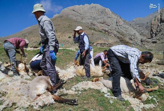 پشم‌چینی سنتی گوسفندان در مناطق کوهستانی چالوس
