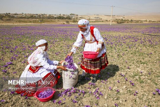 برداشت «طلای سرخ» از مزارع خراسان‌شمالی