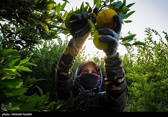 تولید ملی برای رفع محرومیت - برداشت نارنگی از باغات هاشم‌آباد گرگان