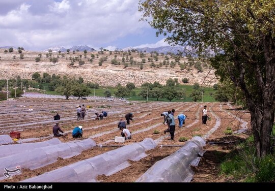 نشاء گوجه فرنگی در شهرستان چگنی - لرستان