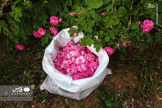 برداشت گل محمدی از مزارع خراسان‌شمالی