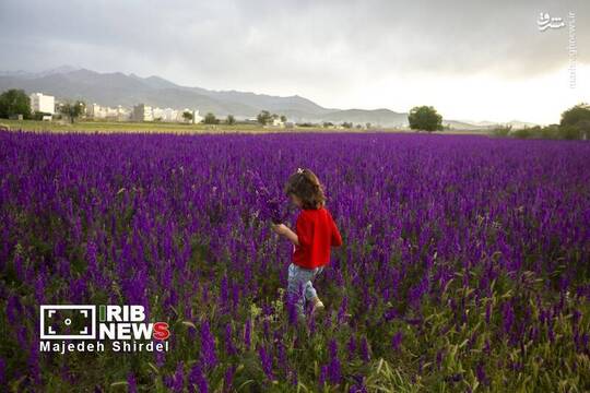 فرش سرخ شقایق‌ها و بنفش اسطوخودوس در همدان