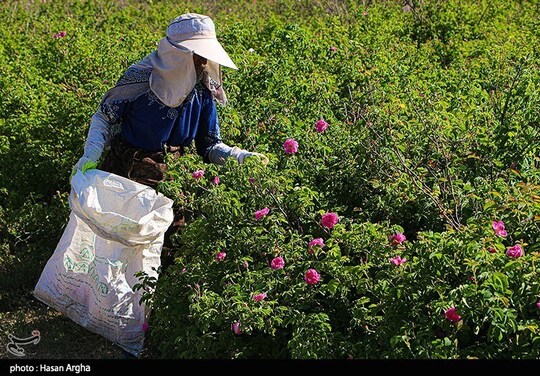 مجموعه کشت و صنعت حسینیه اعظم زنجان به عنوان یکی از بزرگترین مجموعه های کشت و صنعت زنجان به حساب می آید و همه ساله چندین تن گل محمدی از مجموعه برداشت میشود و یکی از معروف ترین این محصولات گلاب است.